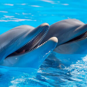 two smiling dolphins