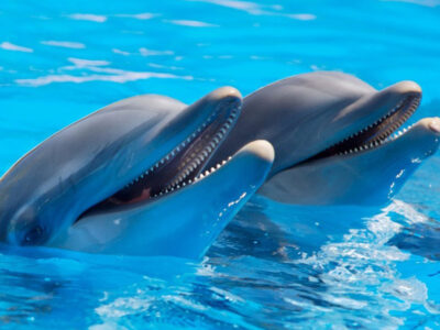 two smiling dolphins