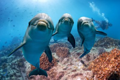 three dolphins at the bottom of the sea