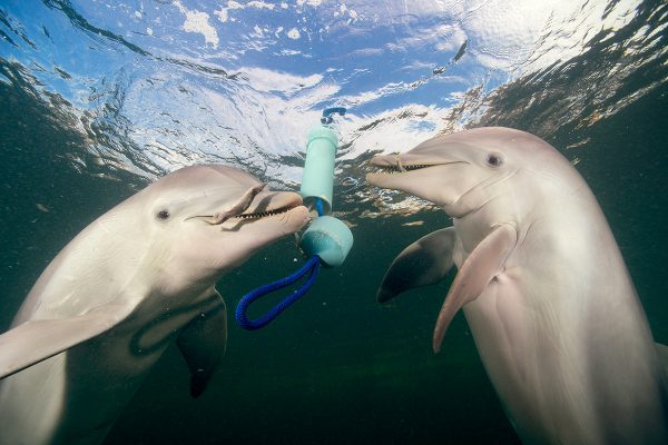 dolphins working together to open a plastic tube of food