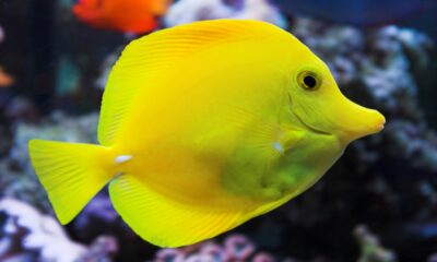 a small tropical bright yellow fish