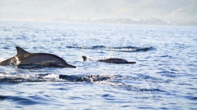 pod of wild dolphins swimming in calm waters